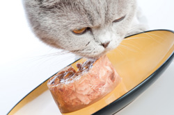 60 Millions de consommateurs compare les aliments pour chat – Clinique  vétérinaire des Passages – UNIVET